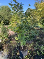 Hamamelis vernalis, Witch-hazel,  #7
