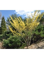 Hamamelis x int. Arnold Promise Witch-hazel, Arnold Promise, #7