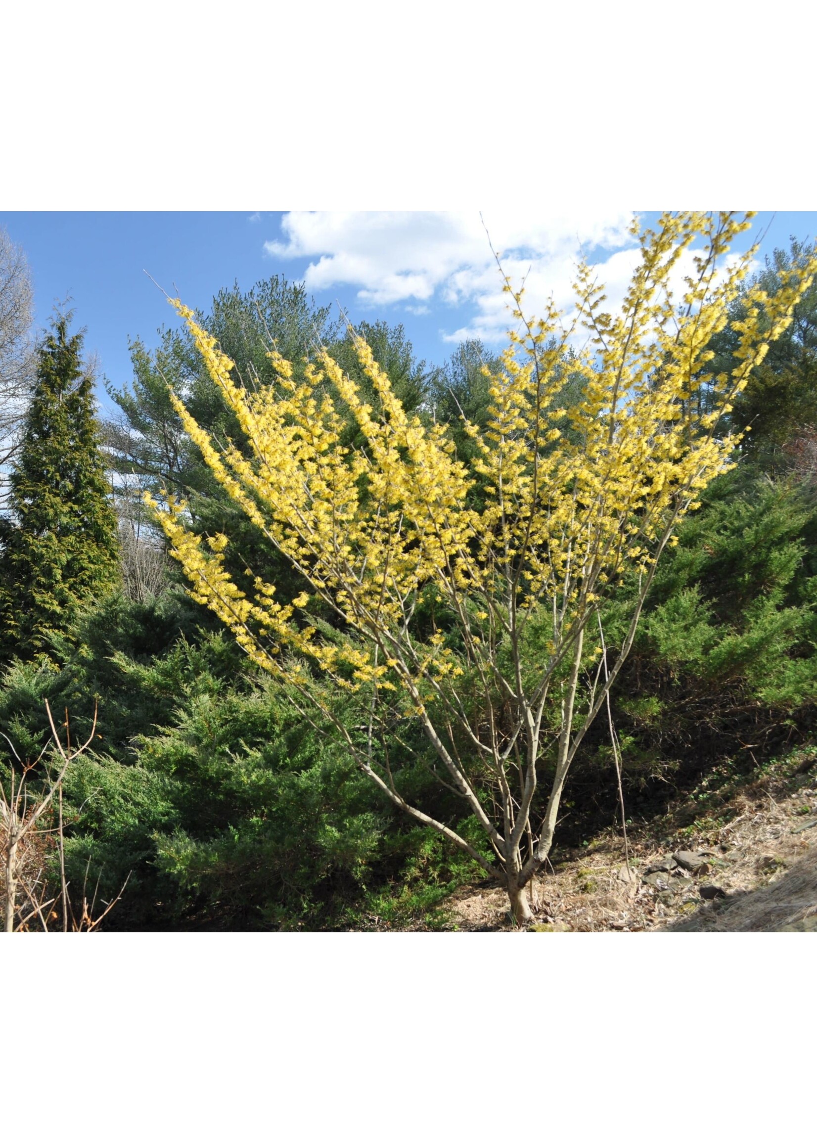 Hamamelis x int. Arnold Promise Witch-hazel, Arnold Promise, #7