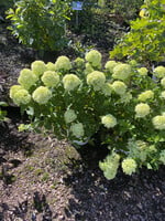 Hydrangea pan. Little Lime panicle Hydrangea #3 container
