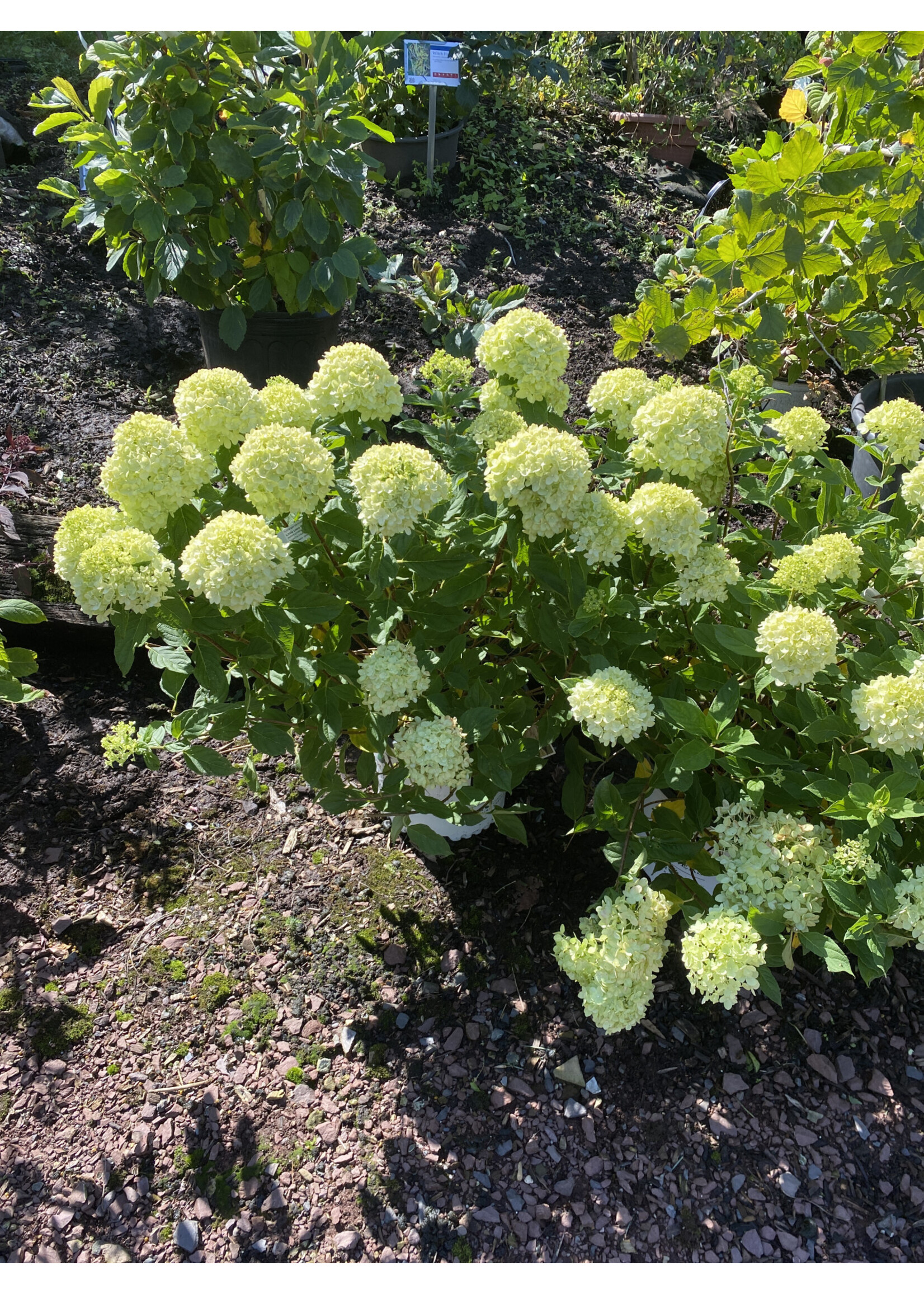 Hydrangea pan. Little Lime panicle Hydrangea #3 container