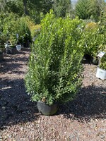Ilex glabra Shamrock Holly - Inkberry, Shamrock, #5