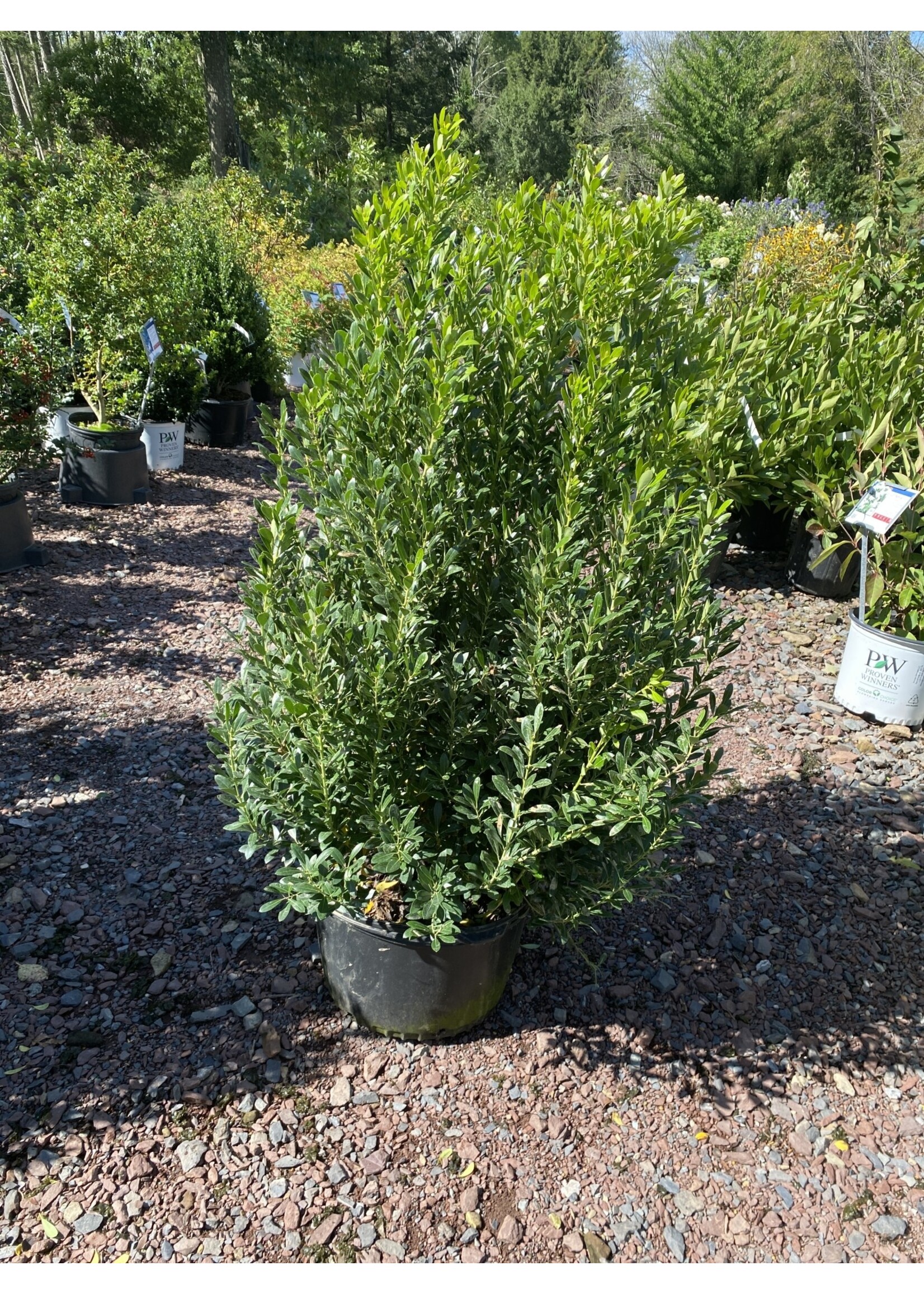 Ilex glabra Shamrock Holly - Inkberry, Shamrock, #3