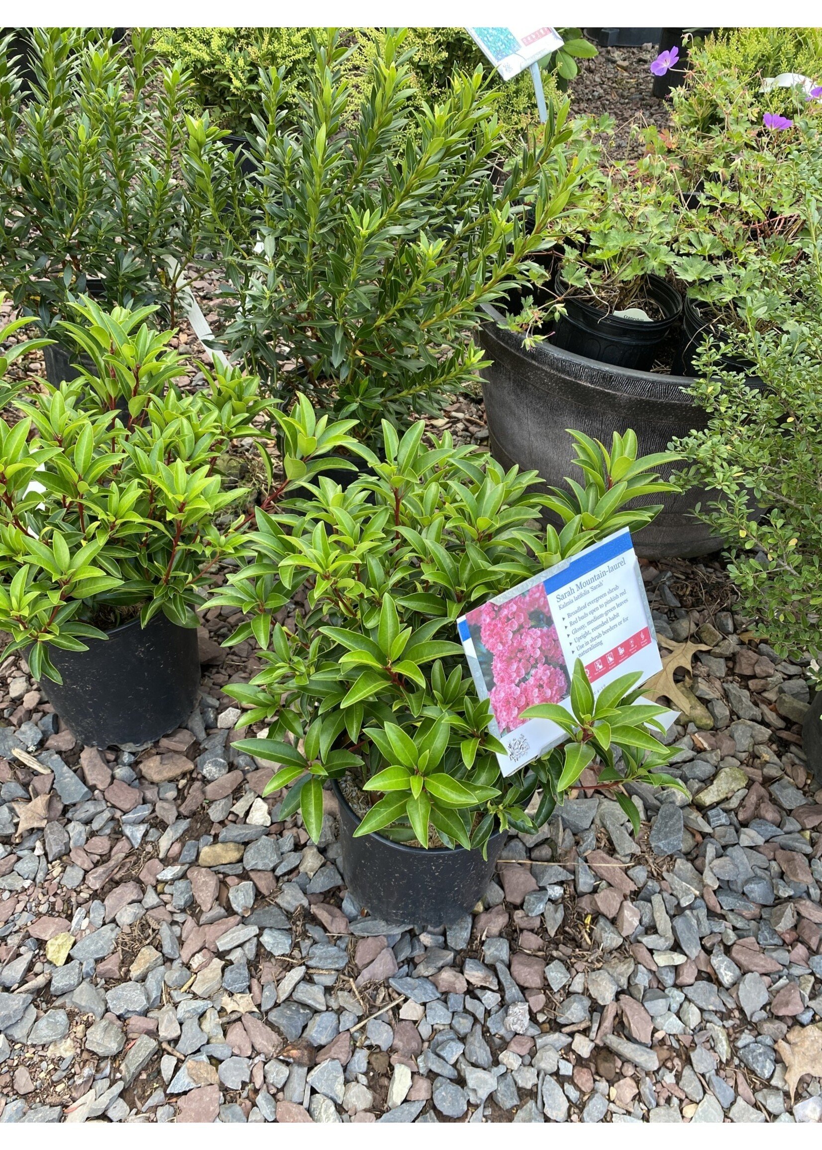 Kalmia latifolia Sarah Mountain Laurel, Sarah, #3