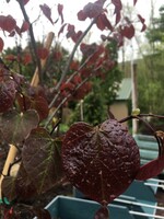 Cercis can. Forest Pansy Redbud - Eastern, Forest Pansy, #7