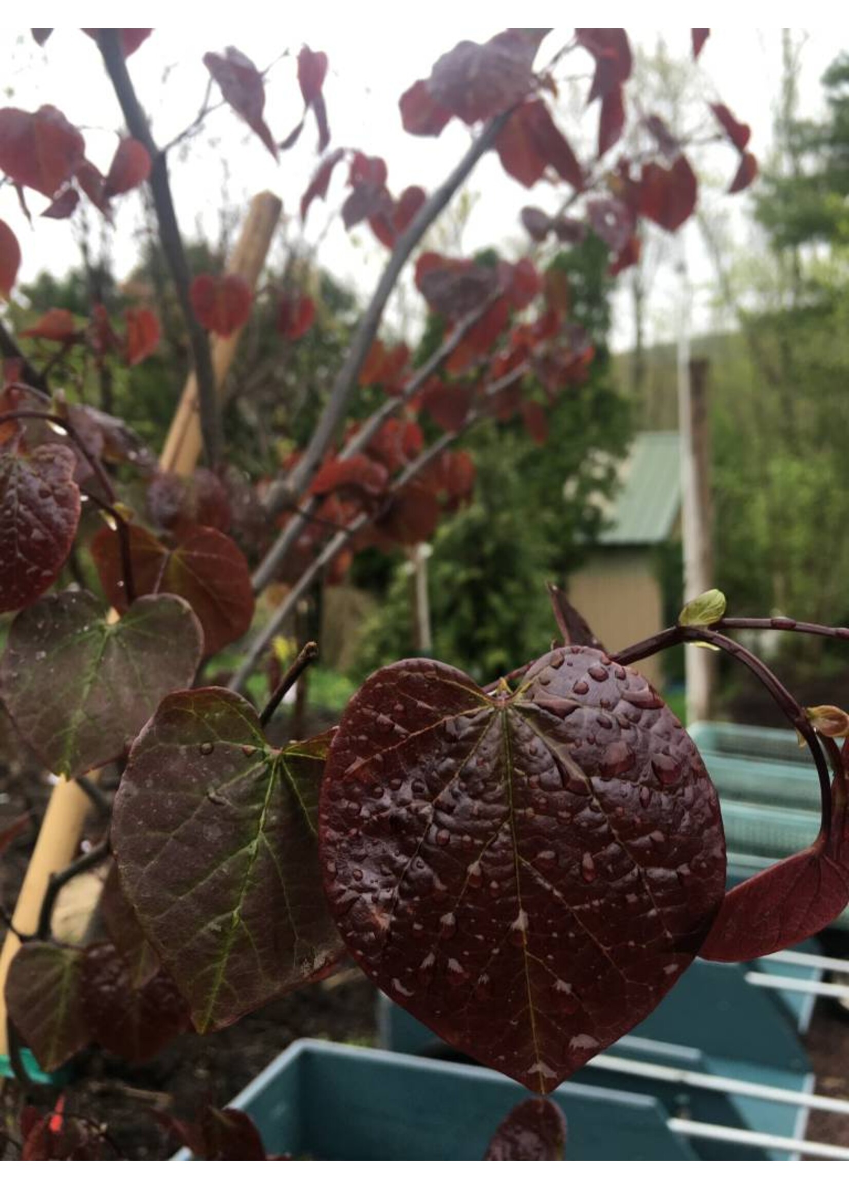 Cercis can. Forest Pansy Redbud - Eastern, Forest Pansy, #7