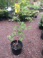 Cornus florida Cherokee Chief Dogwood - Flowering, Cherokee Chief, #7
