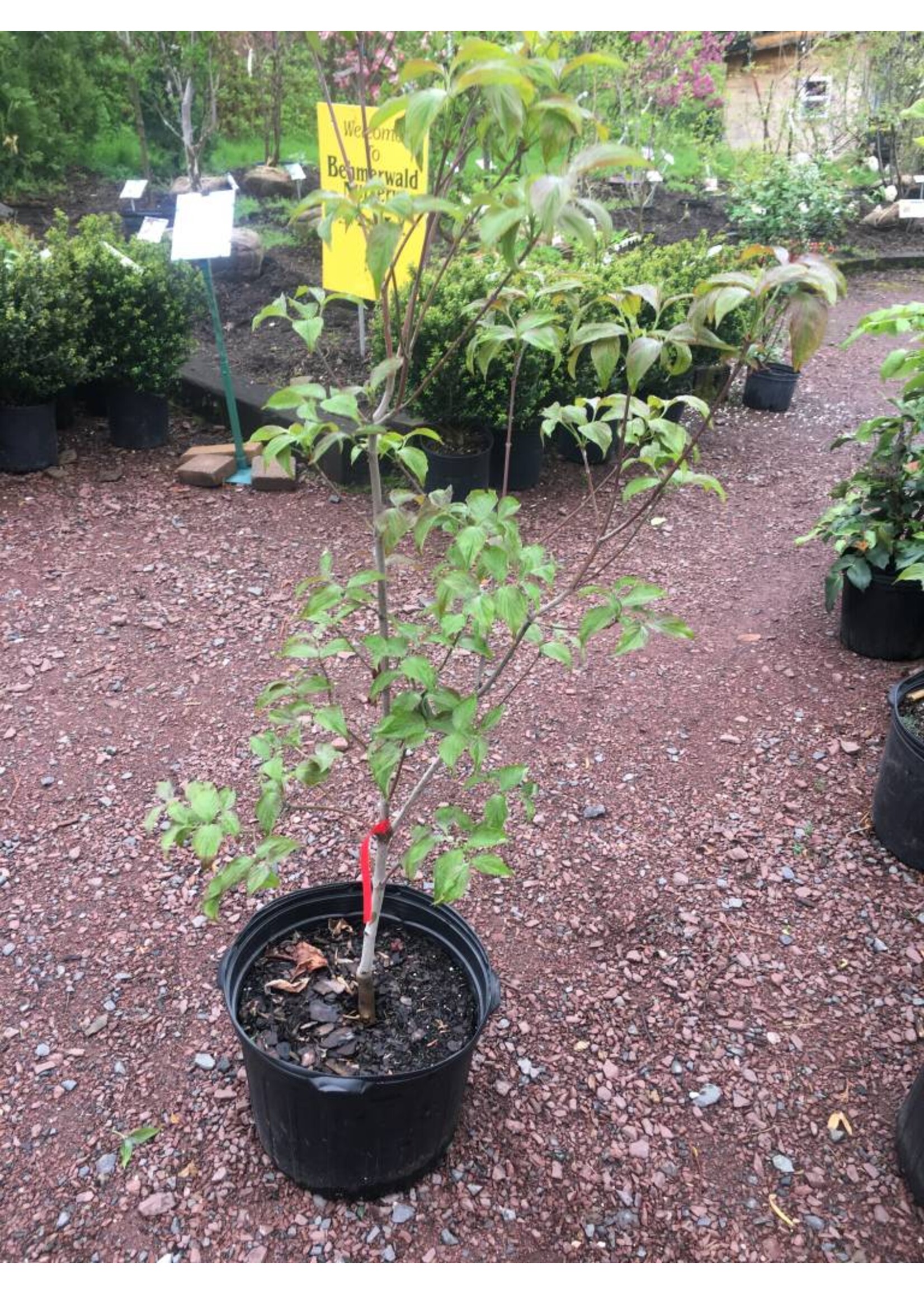 Cornus florida Cherokee Chief Dogwood - Flowering, Cherokee Chief, #7
