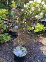 Acer palm. atro. Bloodgood Maple - Japanese Red, Bloodgood, #7