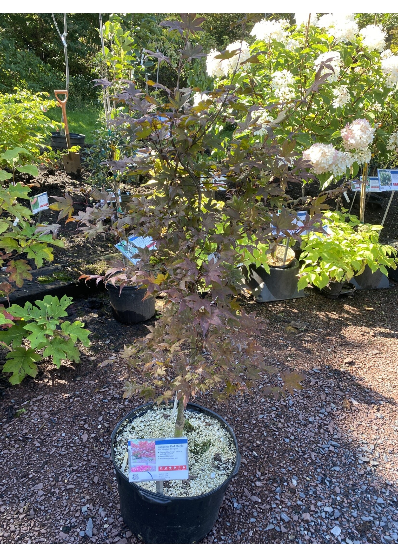 Acer palm. atro. Bloodgood Maple - Japanese Red, Bloodgood, #7