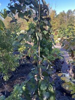 Cercis can. Ruby Falls Redbud - Eastern Weeping, Ruby Falls, #15