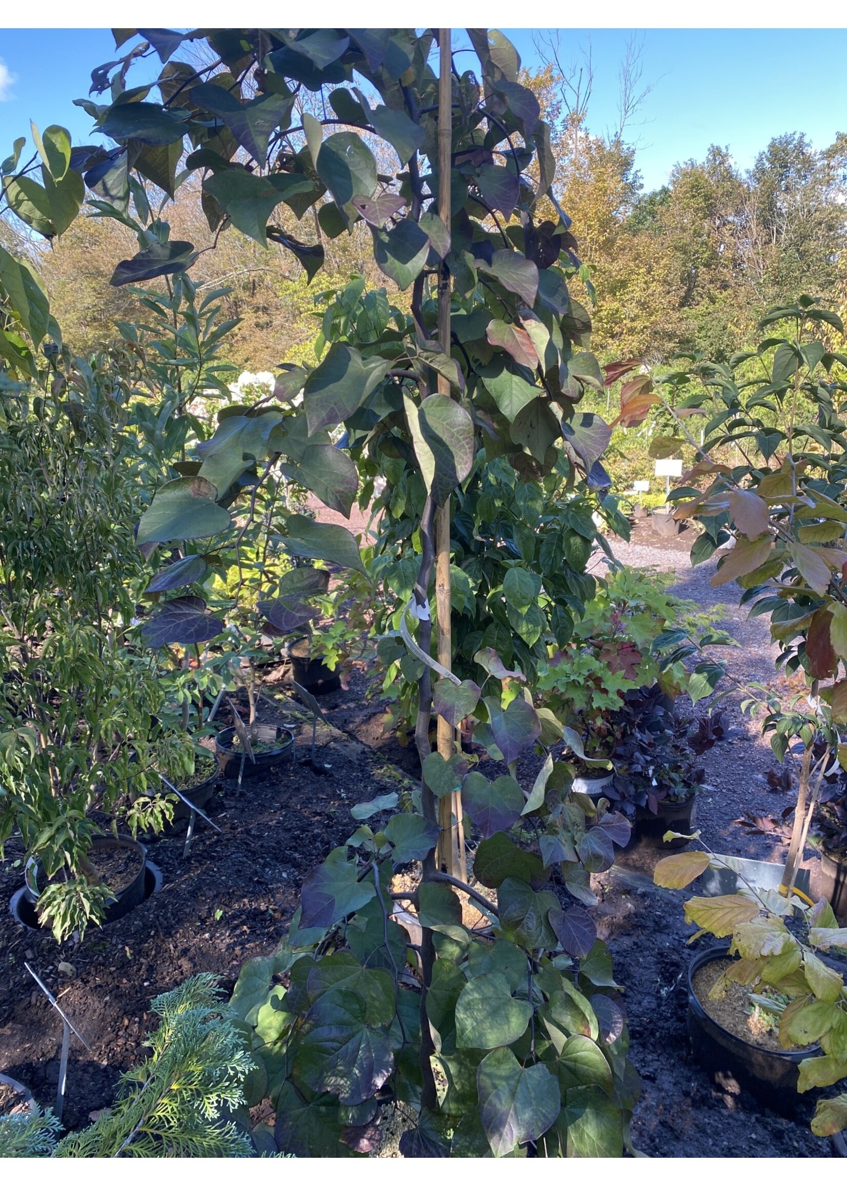 Cercis can. Ruby Falls Redbud - Eastern Weeping, Ruby Falls, #15