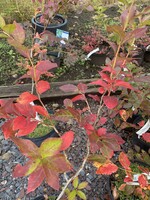 Vaccinium Blueberry, Duke, #3