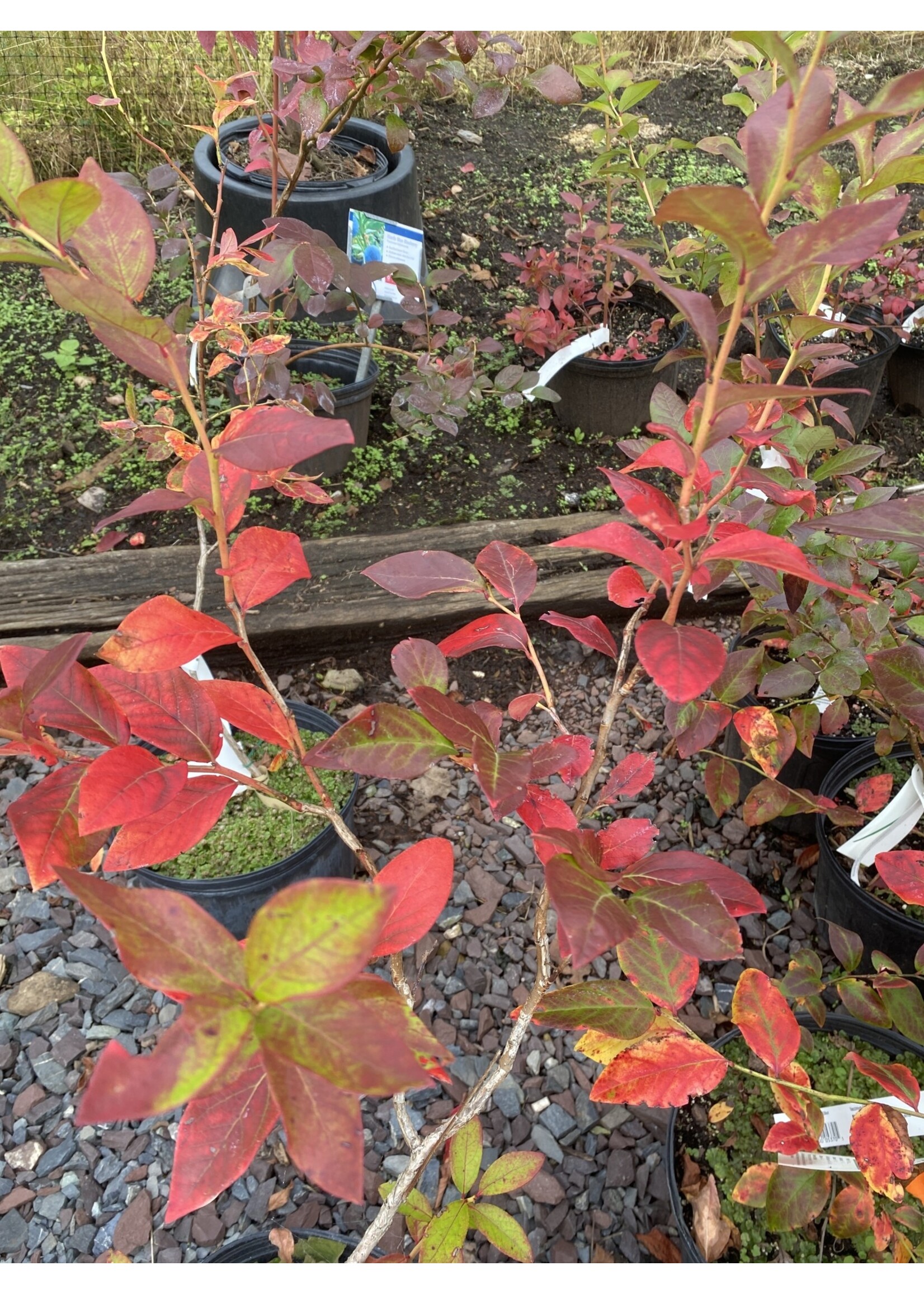 Vaccinium Blueberry, Duke, #3
