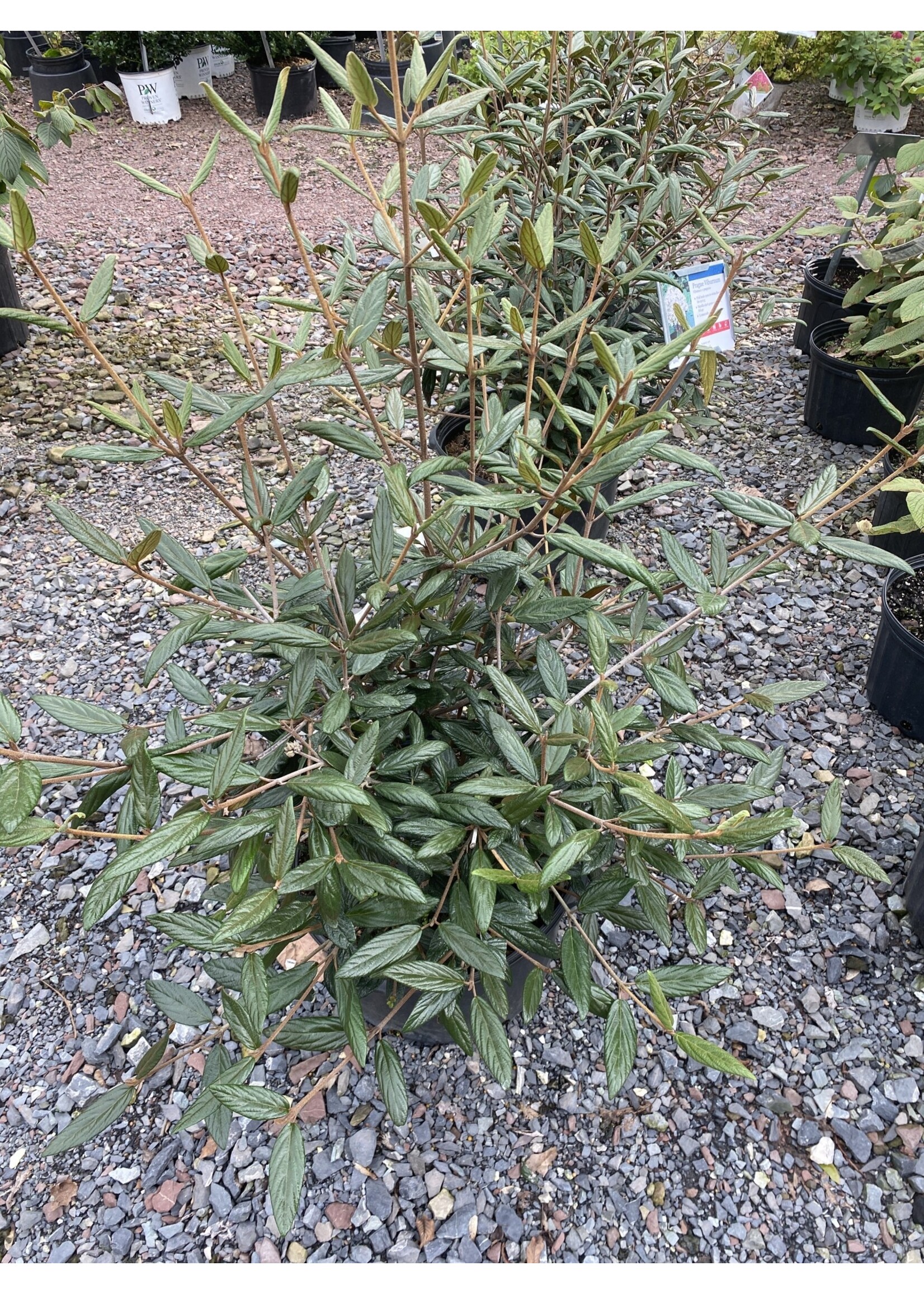 Viburnum pragense Viburnum - Willow-Leaf, #3