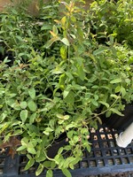 Pycnanthemum Flexuosum, Mountain Mint, Appalachian-#1
