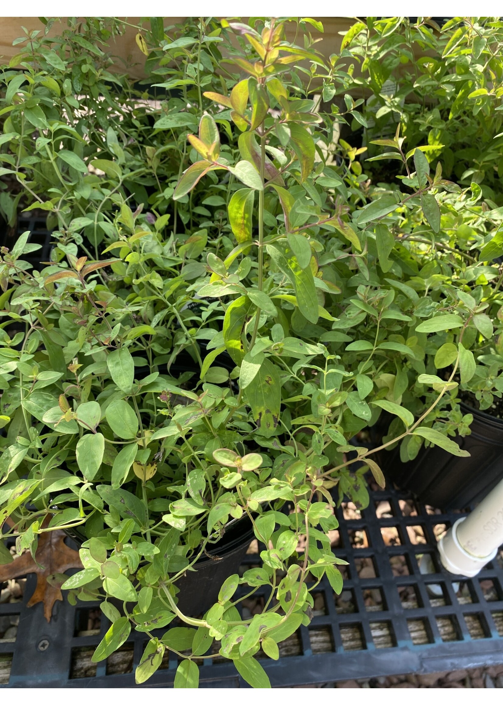 Pycnanthemum Flexuosum, Mountain Mint, Appalachian-#1