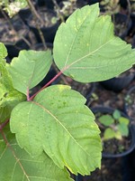 Acer negundo, Box Elder Maple - #3