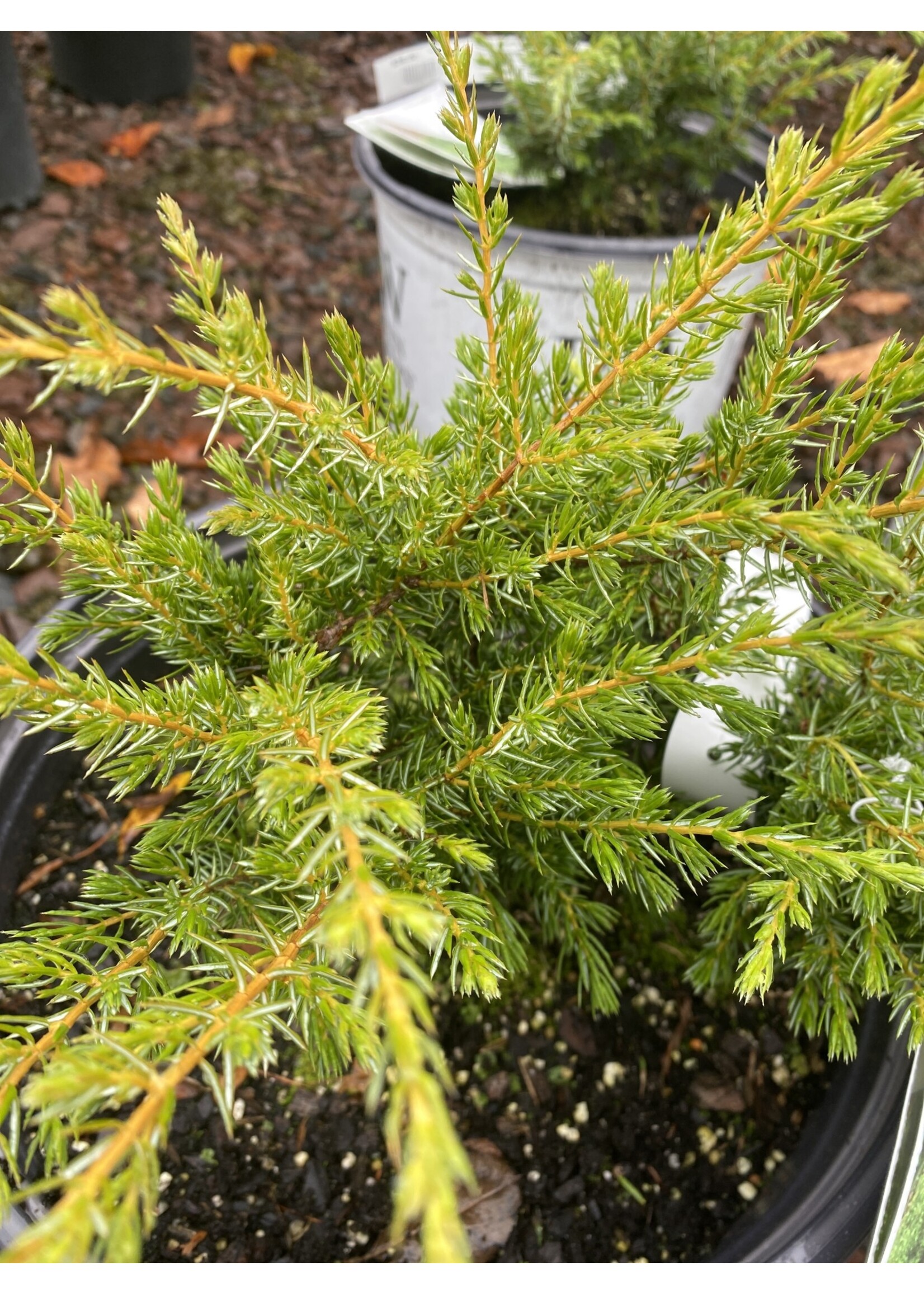 Juniperus Communis 'Tortuga' Juniper, #3