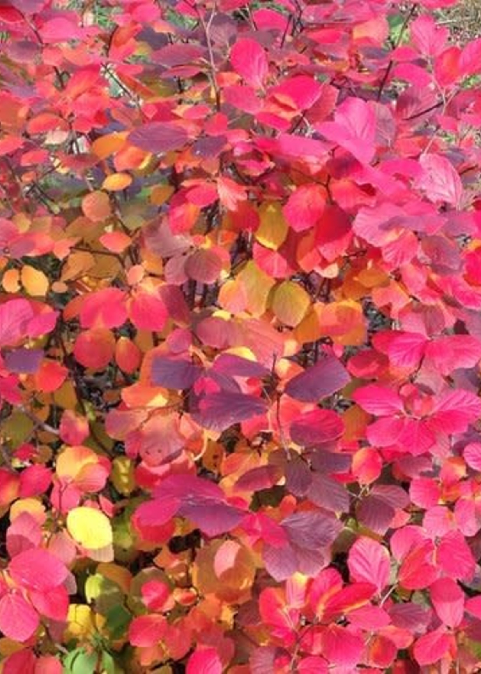 Fothergilla x intermedia Legends of the Fall - Behmerwald Nursery