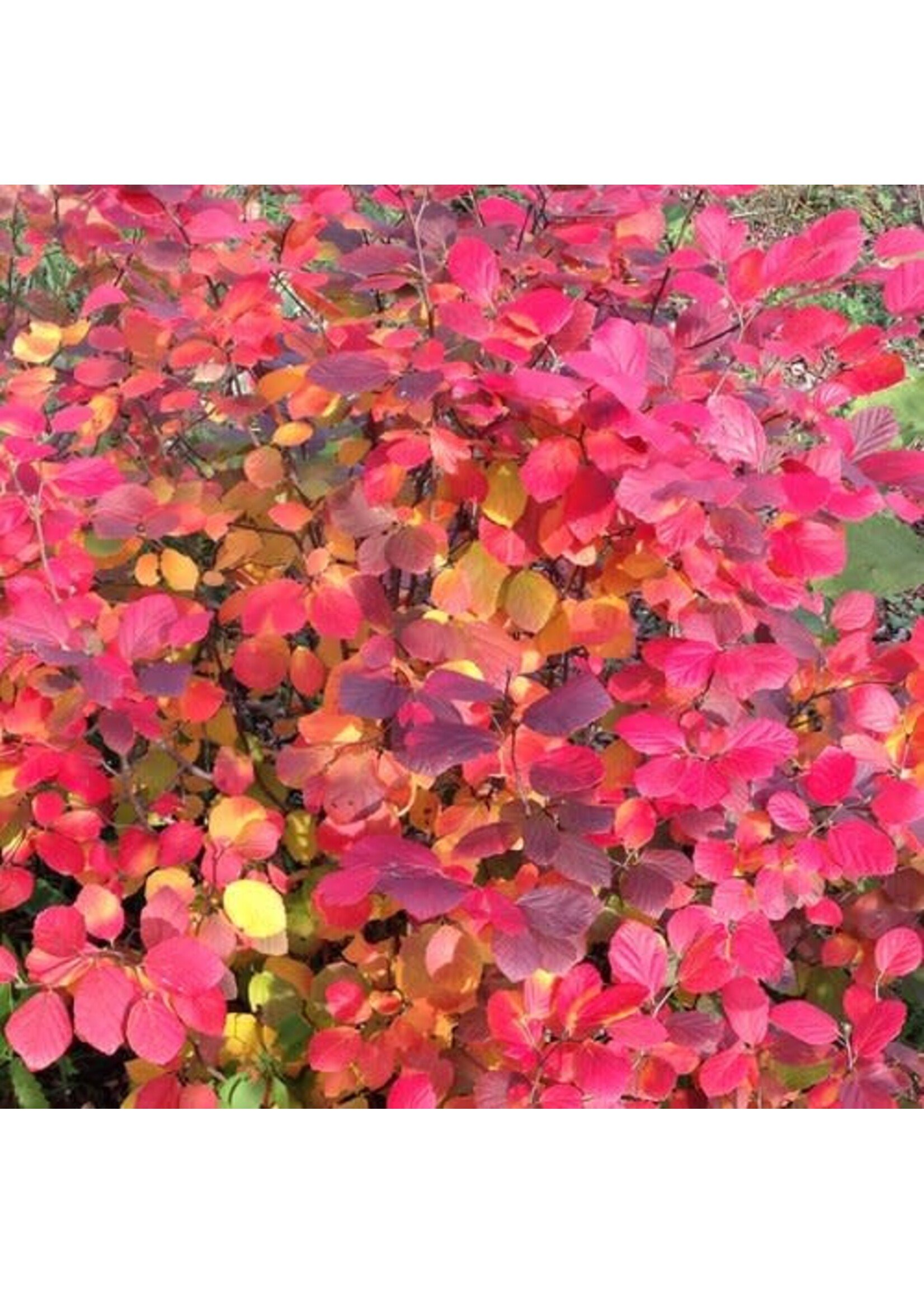 Fothergilla x intermedia Legends of the Fall
