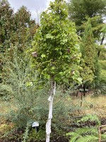 Acer rubrum October Glory Maple - Red, October Glory, #15