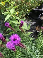 Liatris spicata Kobold, Gayfeather #1
