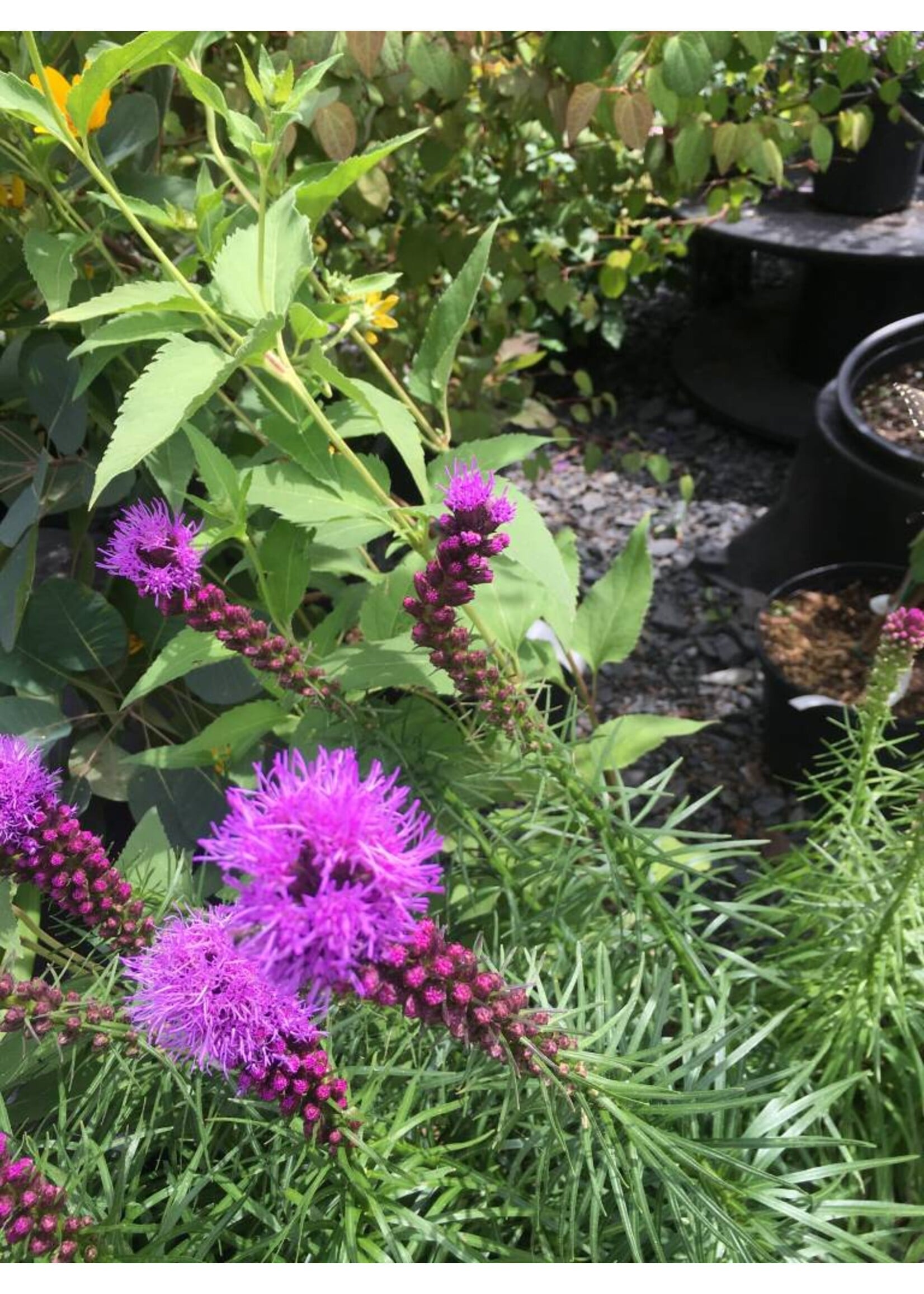 Liatris spicata Kobold, Gayfeather #1