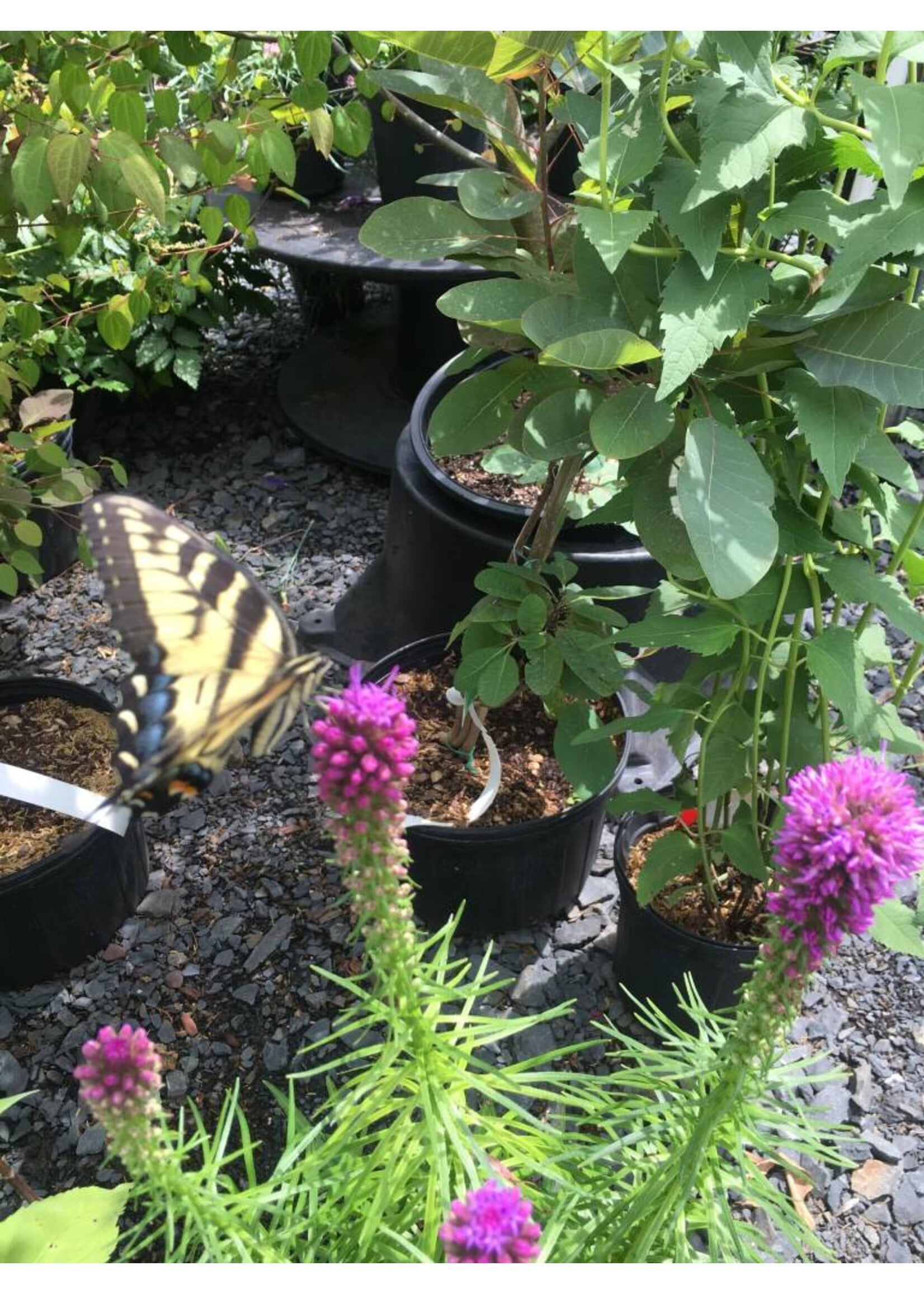 Liatris spicata Kobold, Gayfeather #1