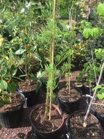 Taxodium ascendens Nutans Baldcypress, #7