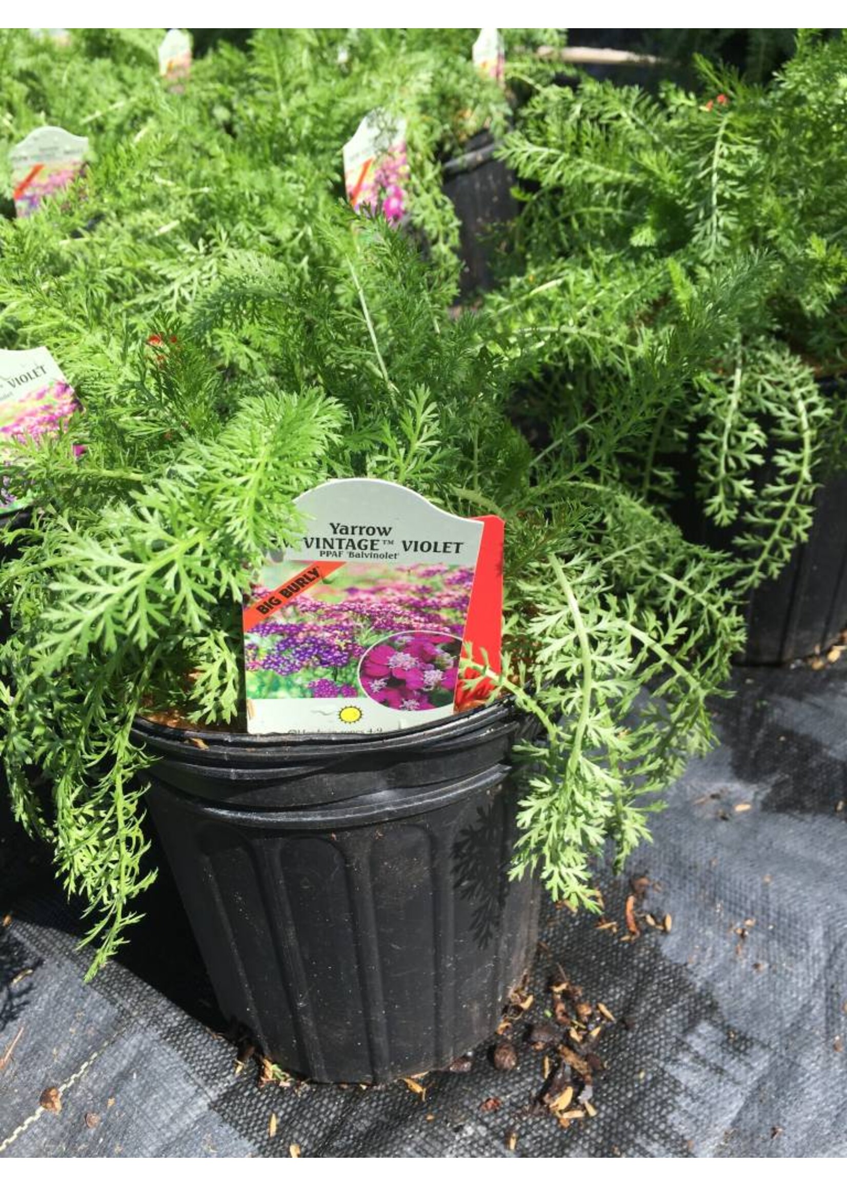 Achillea New Vintage violet, Yarrow #1 container