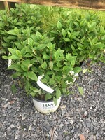 Hydrangea panic. Little Quick Fire Hydrangea #3 container