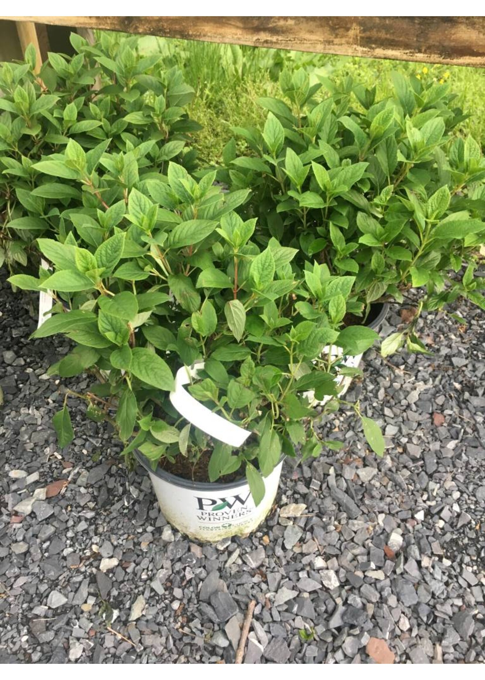 Hydrangea panic. Little Quick Fire Hydrangea #3 container