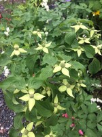 Cornus kousa Dogwood - Kousa, #7