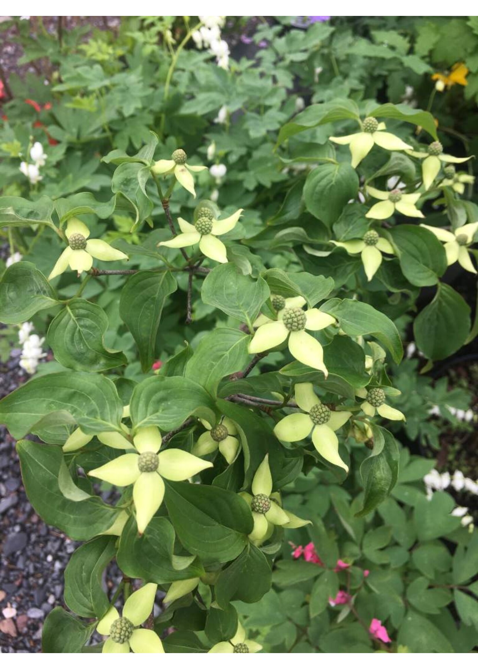 Cornus kousa Dogwood - Kousa, #7
