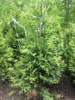 Thuja x Green Giant Arborvitae #7