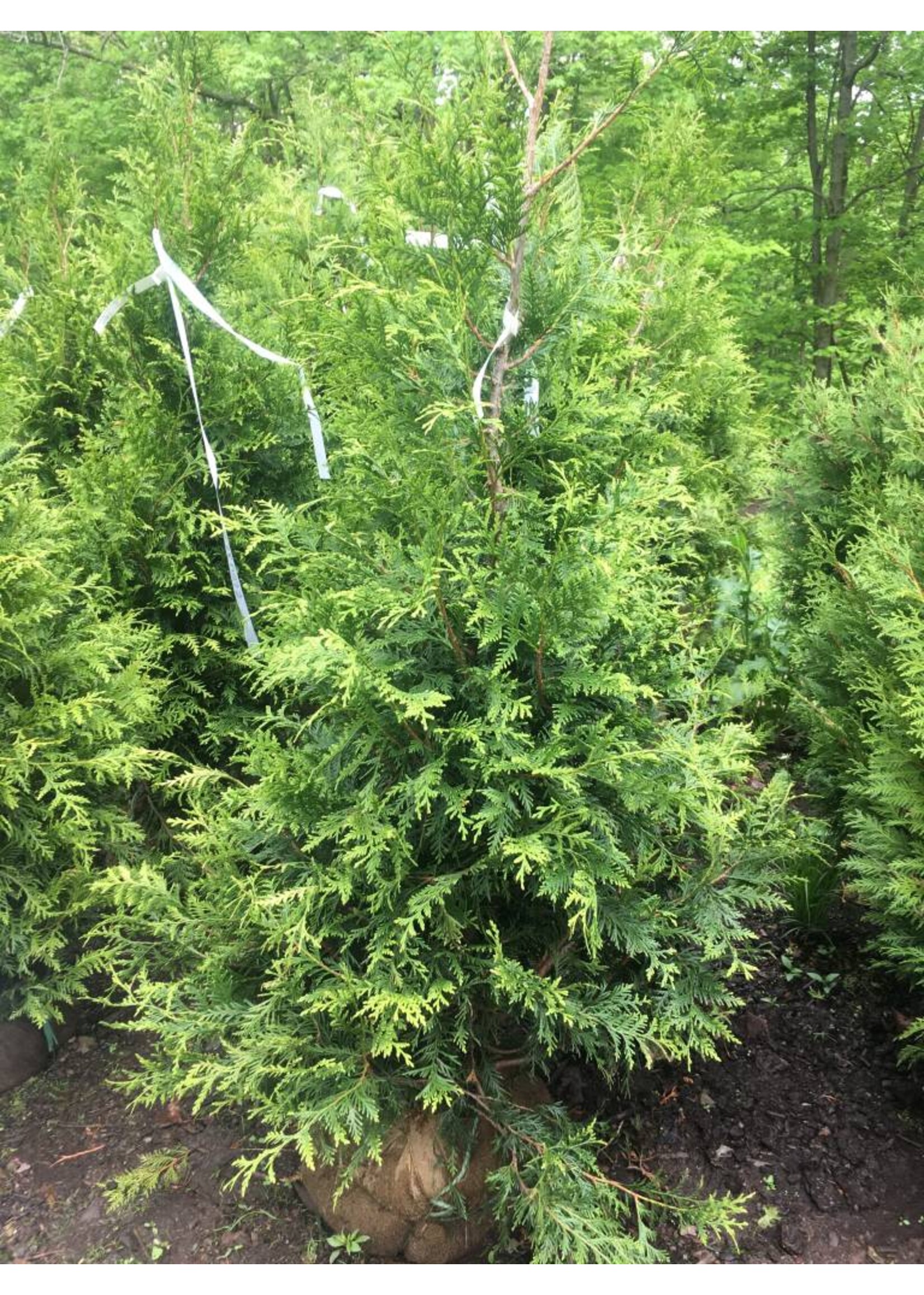 Thuja x Green Giant Arborvitae #7