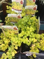 Lysimachia num. Aurea Creeping Jenny, 4''