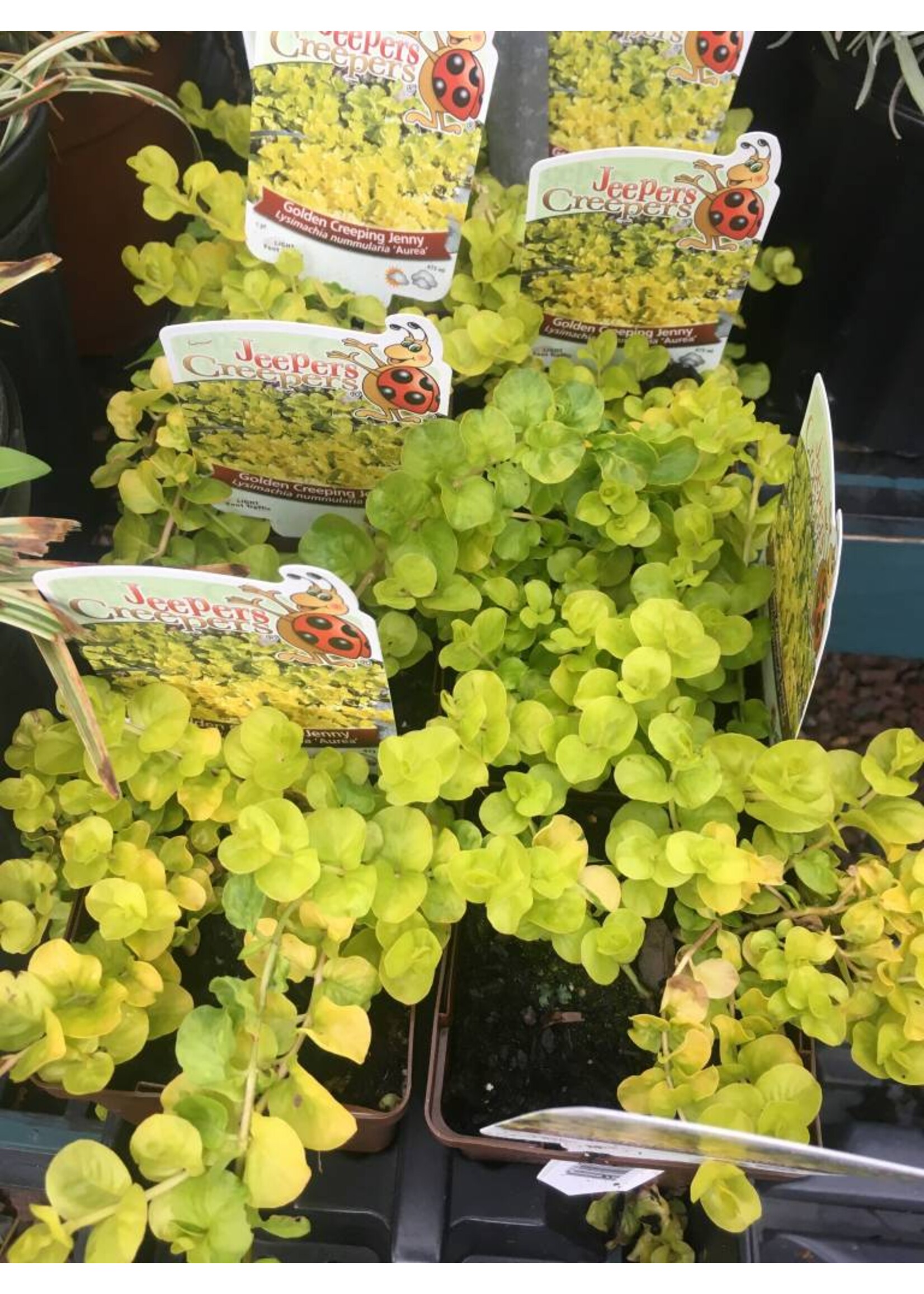 Lysimachia num. Aurea Creeping Jenny, 4''