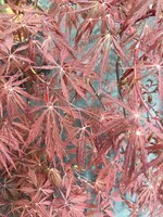 Acer palm. di. Tamyukeyama Maple - Japanese Threadleaf, Tamyukeyama, #10