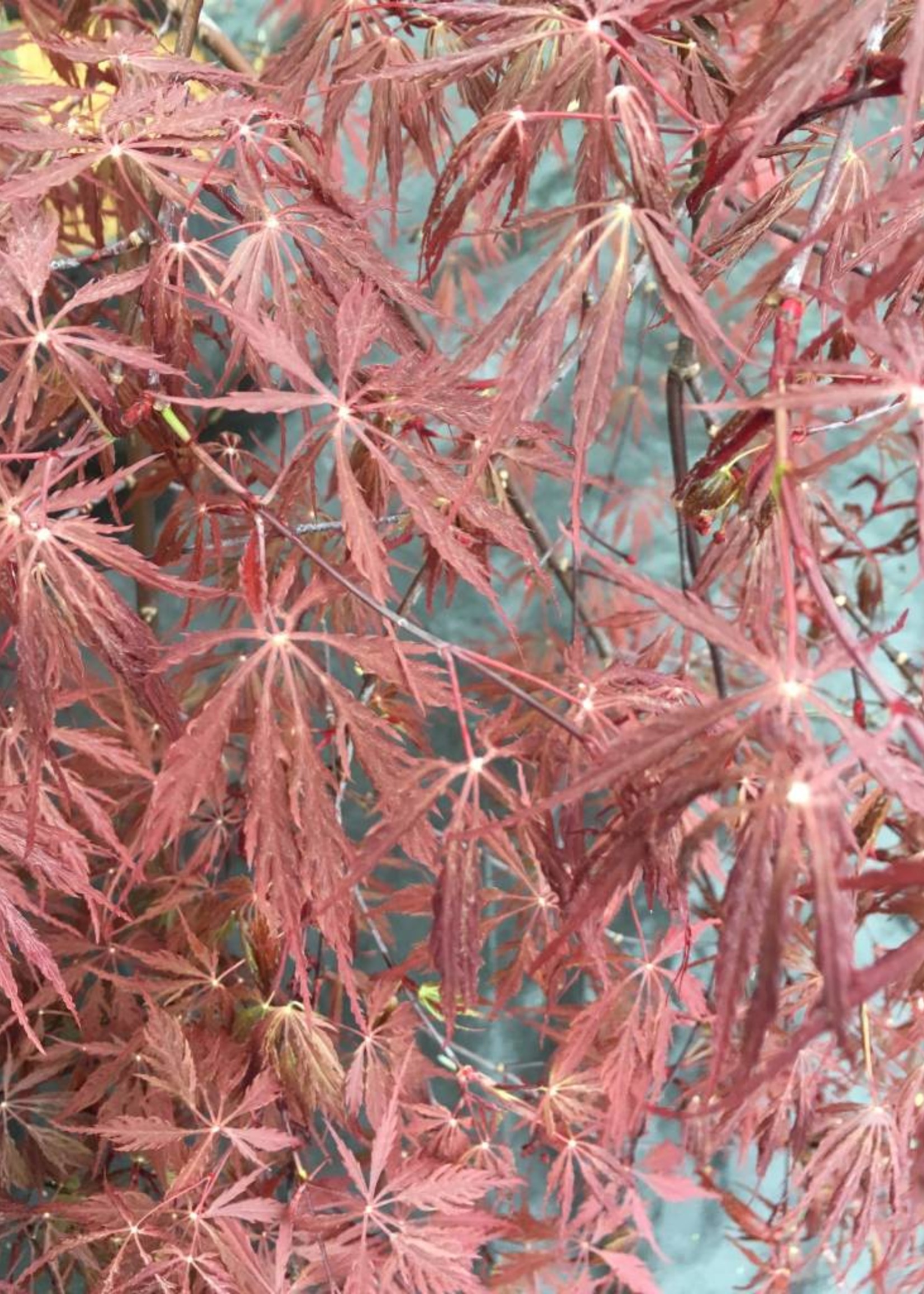 Acer palm. di. Tamyukeyama Maple - Japanese Threadleaf, Tamyukeyama, #10