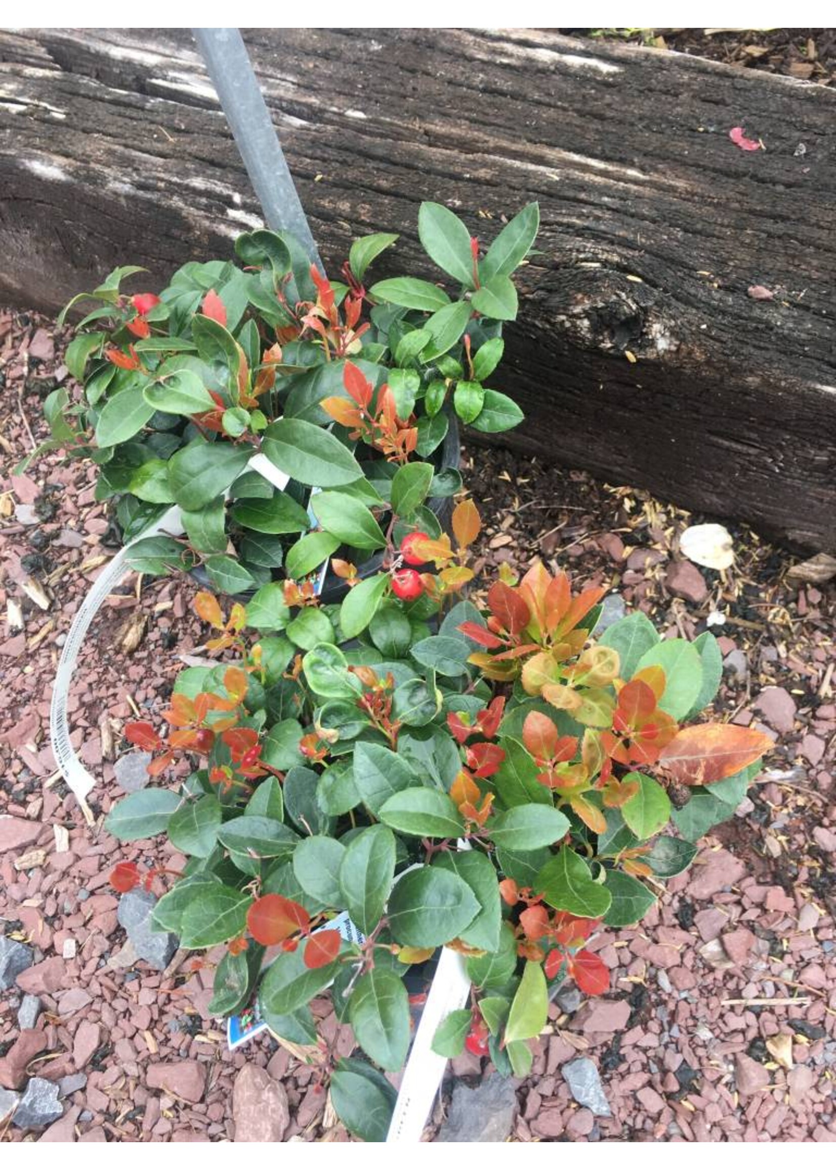 Gaultheria procumbens, Wintergreen #1 Container