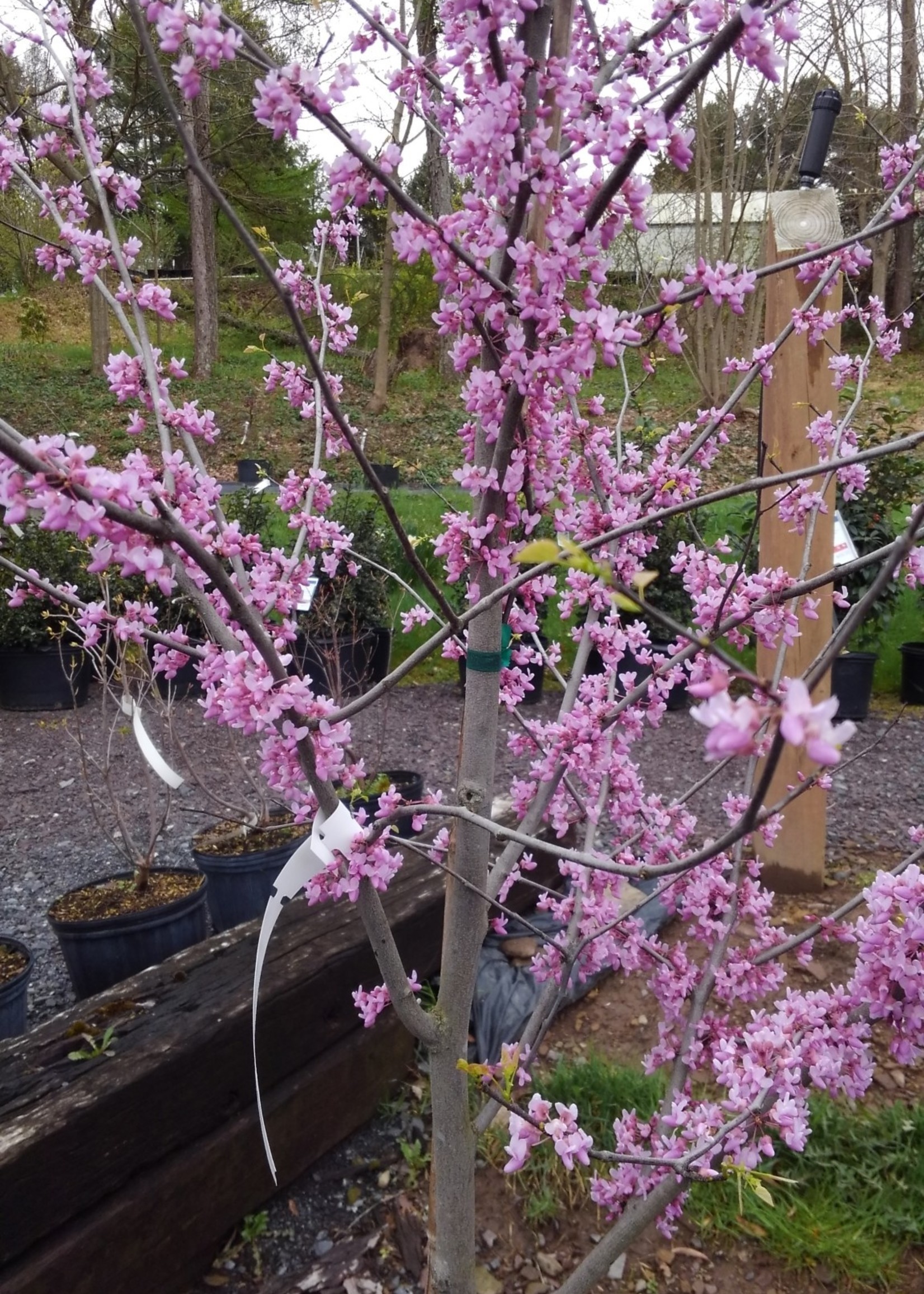 Spring Bloom Cercis can. Redbud - Eastern, #3