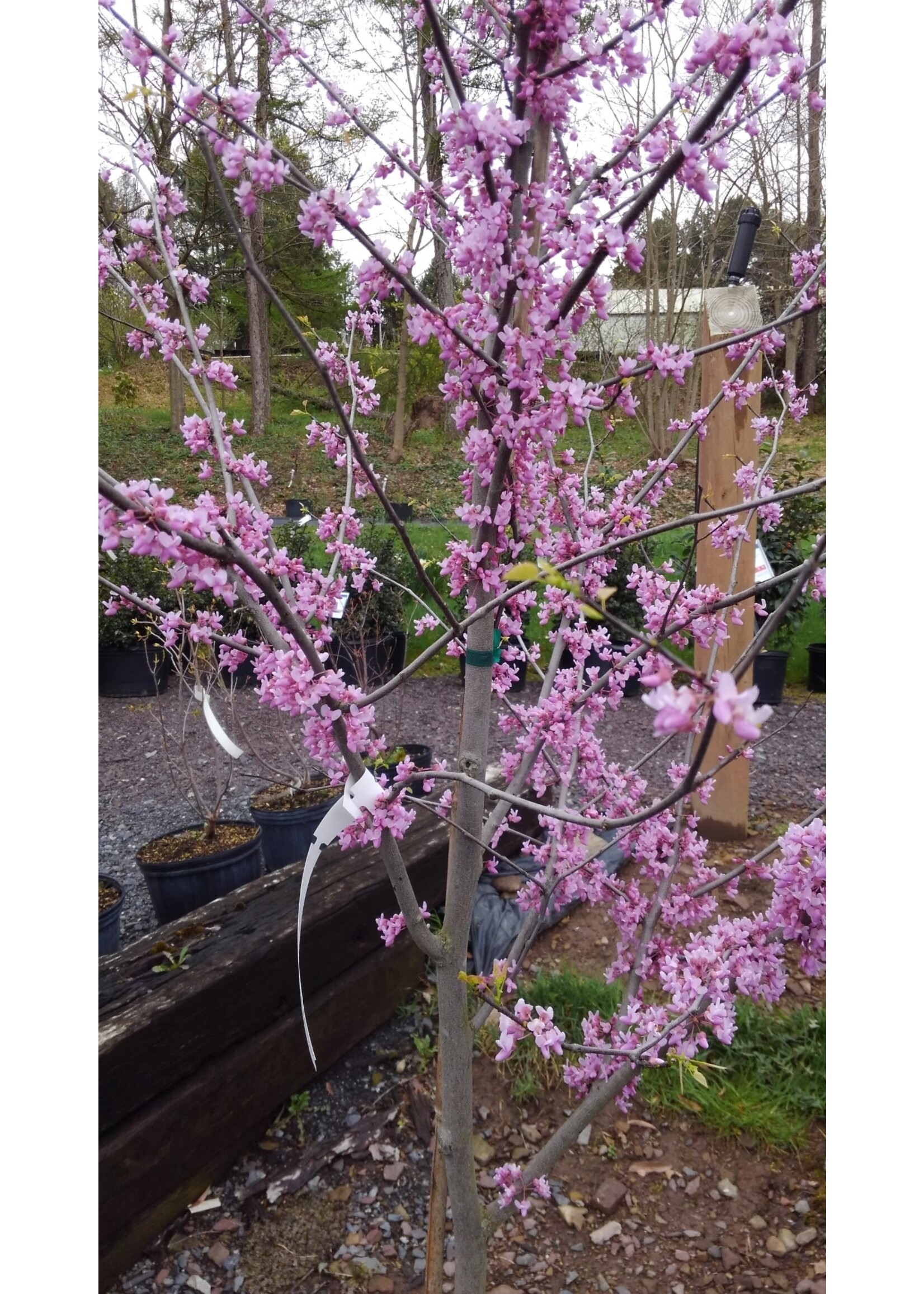 Spring Bloom Cercis can. Redbud - Eastern, #3