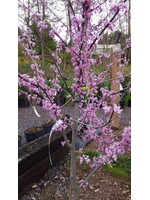 Cercis can. Redbud - Eastern, #5/7