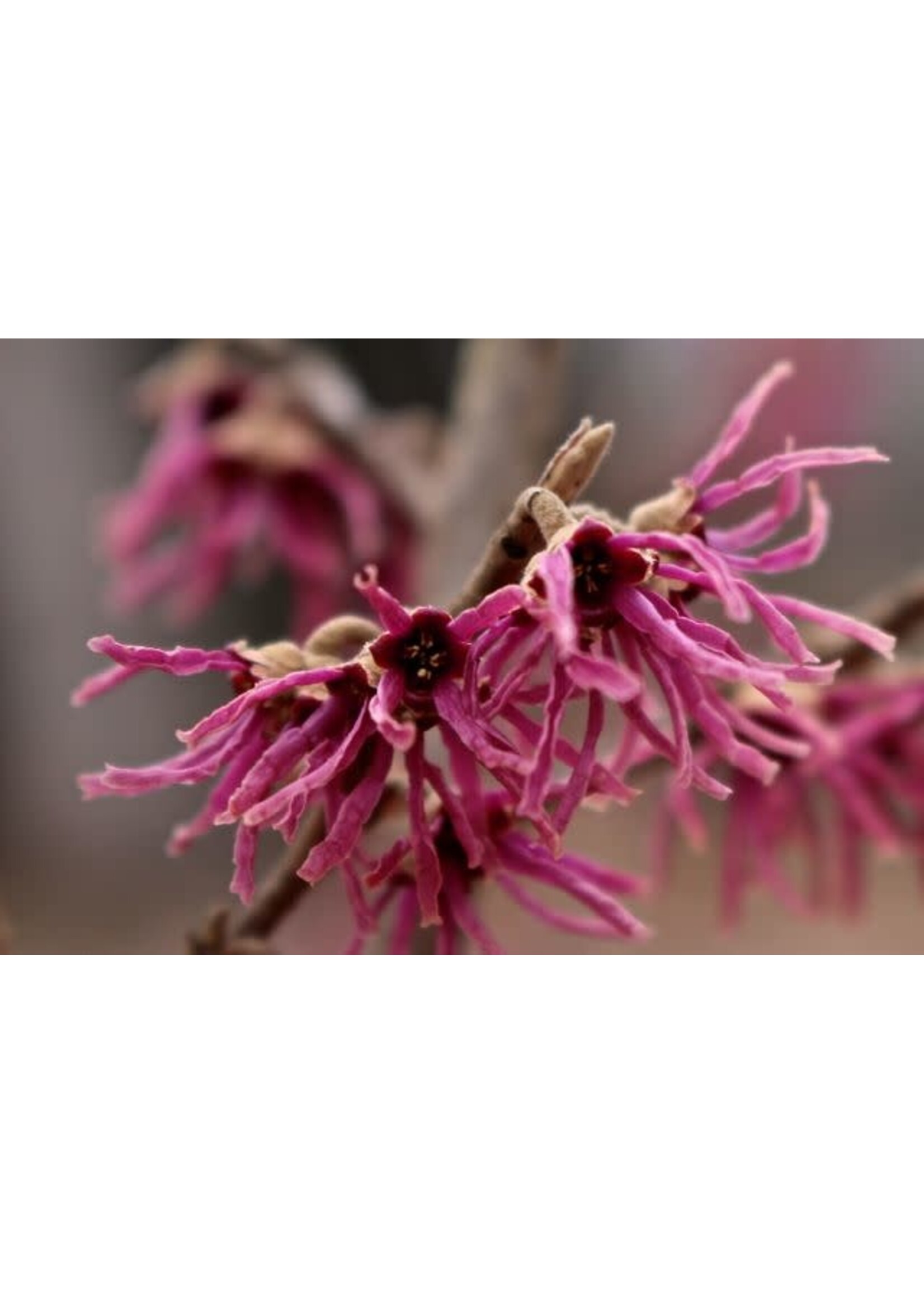 Hamamelis vernalis Amethyst Witch-hazel, Amethyst, #10