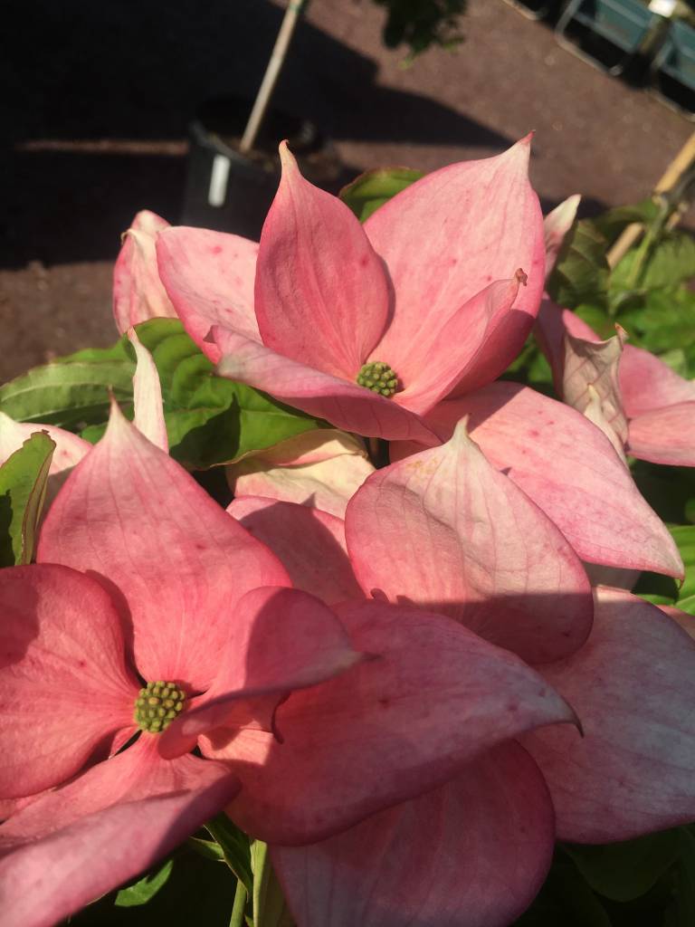 Cornus kousa x Rosy Teacups Dogwood Kousa x nuttallii Rosy Teacups, 5 Behmerwald Nursery
