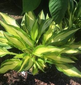 hosta pocketful