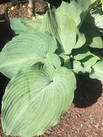 Hosta Blue Angel Plantain Lily, Blue Angel, #2