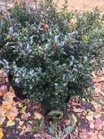 Ilex x meser. Blue Princess Holly - Blue, Blue Princess, #2